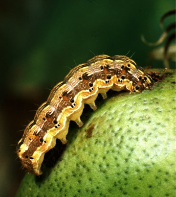 bollworm attacking boll