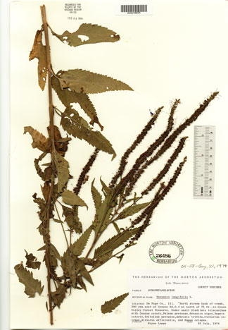 Herbarium Sheet: Veronica longifolia